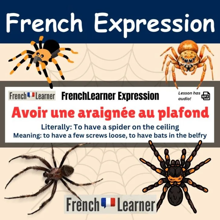 Avoir une araign&eacute;e au plafond (To have a few screws loose)