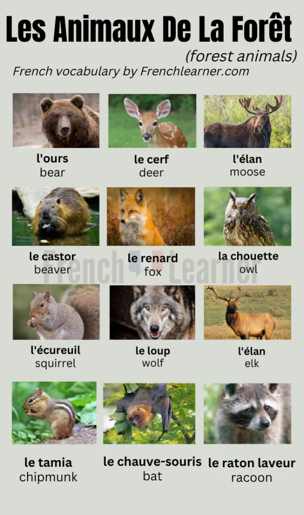 French forest animals vocabulary