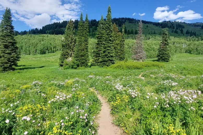 J'ai cong&eacute; aujourd'hui et je profite de la r&eacute;gion o&ugrave; j'habite. = "I have the day off today and I'm enjoying the area where I live." I took this picture on my day off mountain biking in the area where I live (Idaho - Wyoming state line).