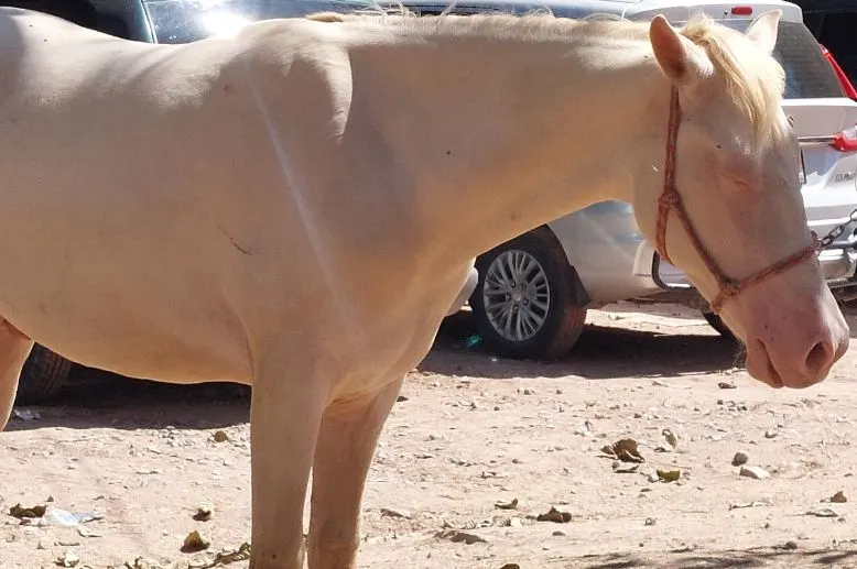 Un cheval blanc = a white horse. I took this picture in Puerto Vallarta, Mexico.